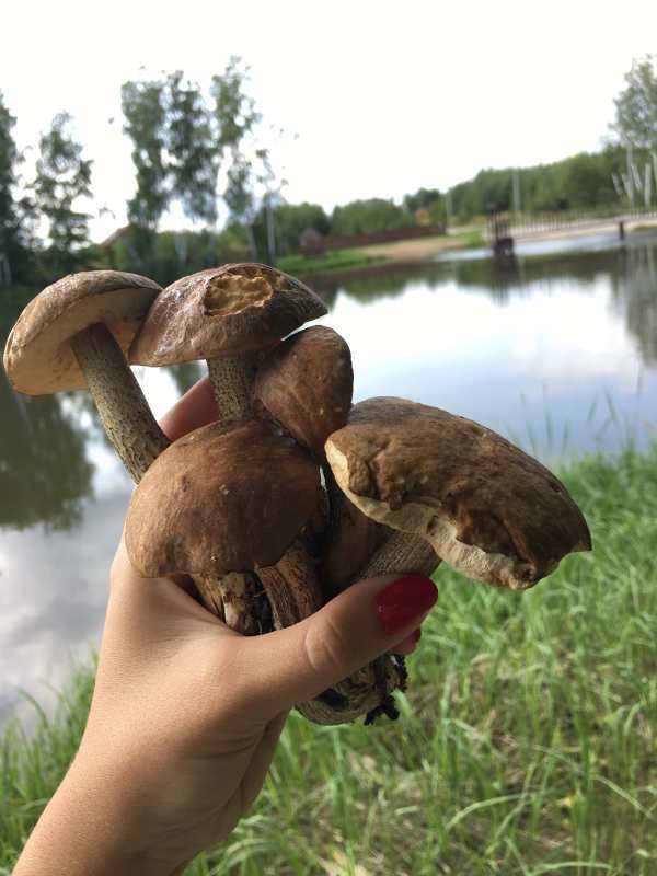 Грибной улов сентябрь 2017