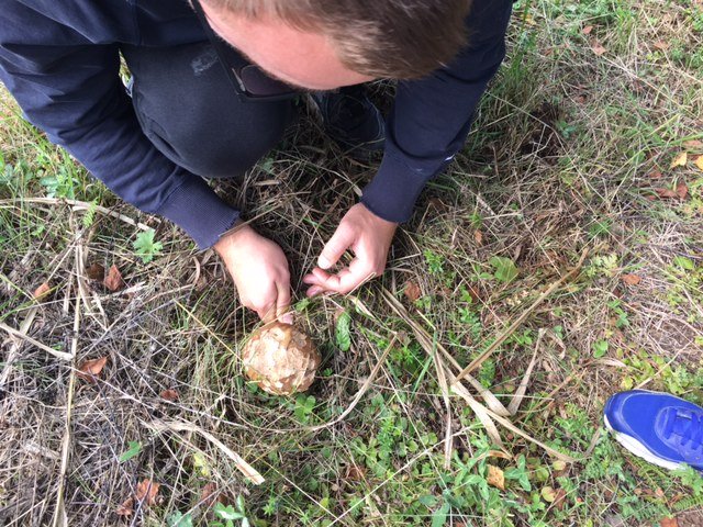 Грибной улов сентябрь 2017