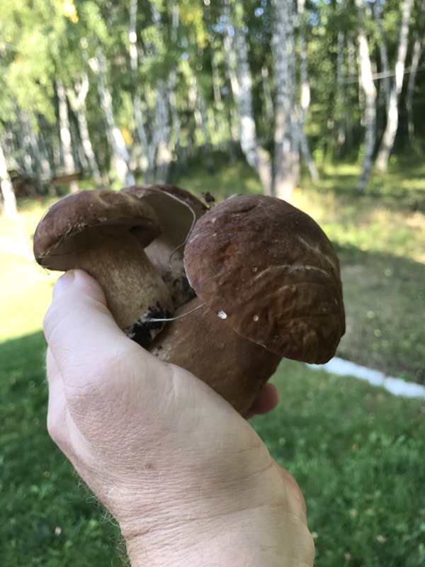 Грибной улов сентябрь 2017