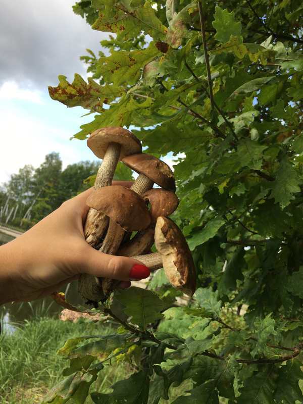 Грибной улов сентябрь 2017