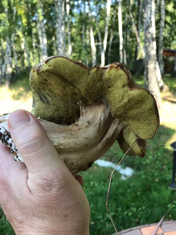 Грибной улов сентябрь 2017