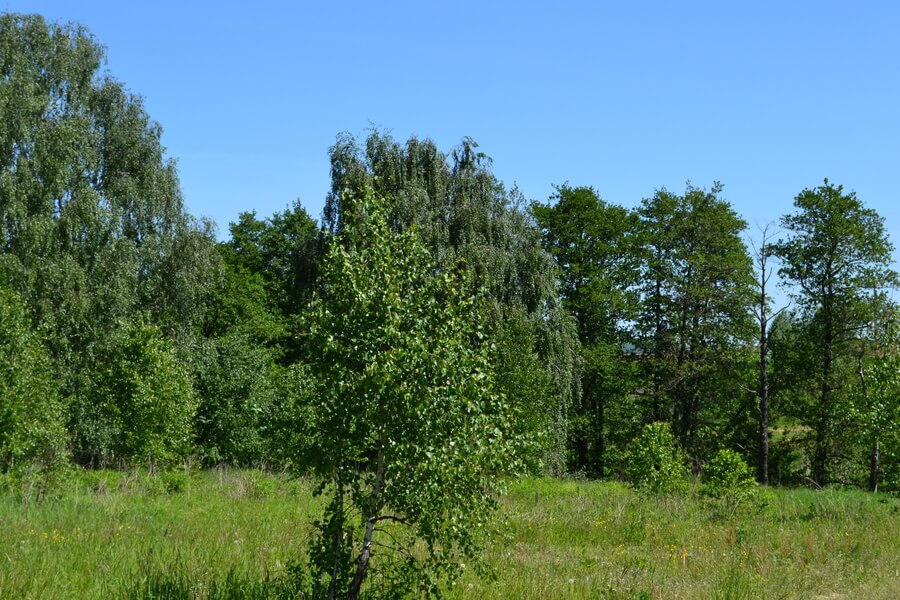 Весна на романовских дачах 2018