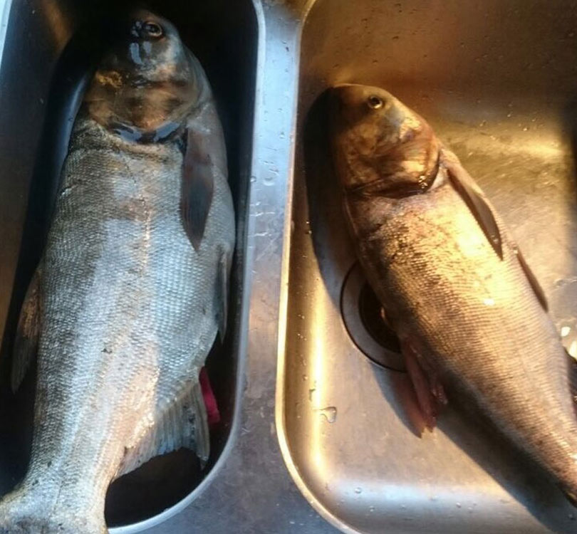 Рыбалка август 2017