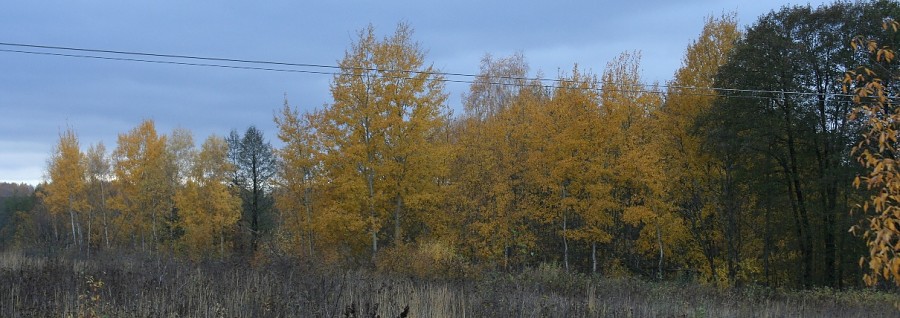 Осенние Романовские дачи!