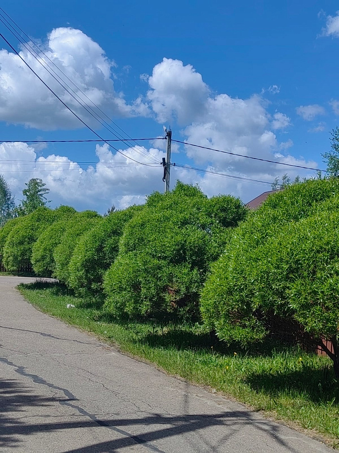 Лето в «Романовских дачах» 2025