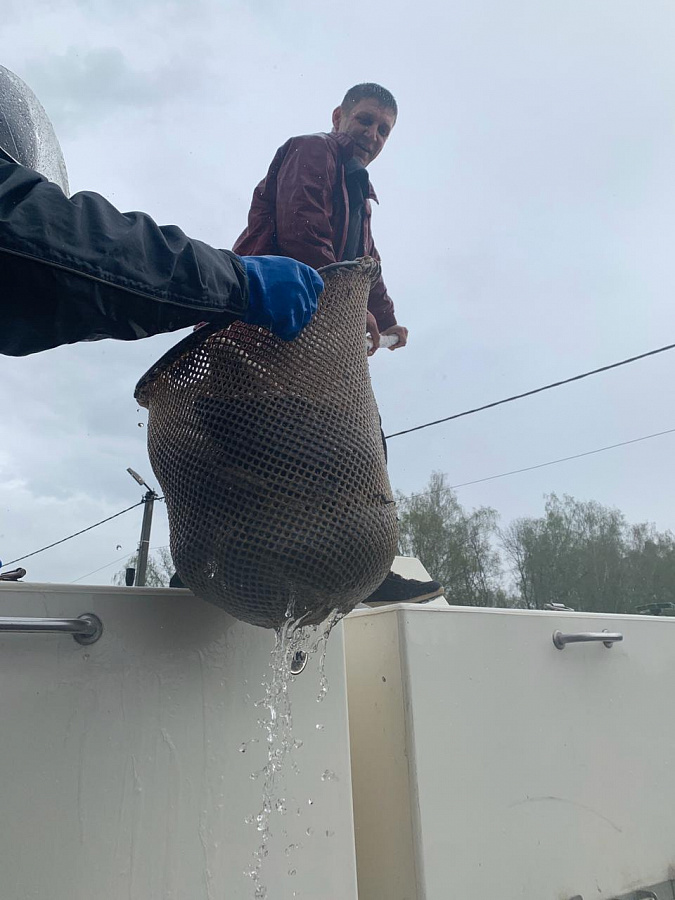 Клуб любителей рыбалки Романовских Дач зарыбили пруд карпами, толстолобиками и другими видами рыб