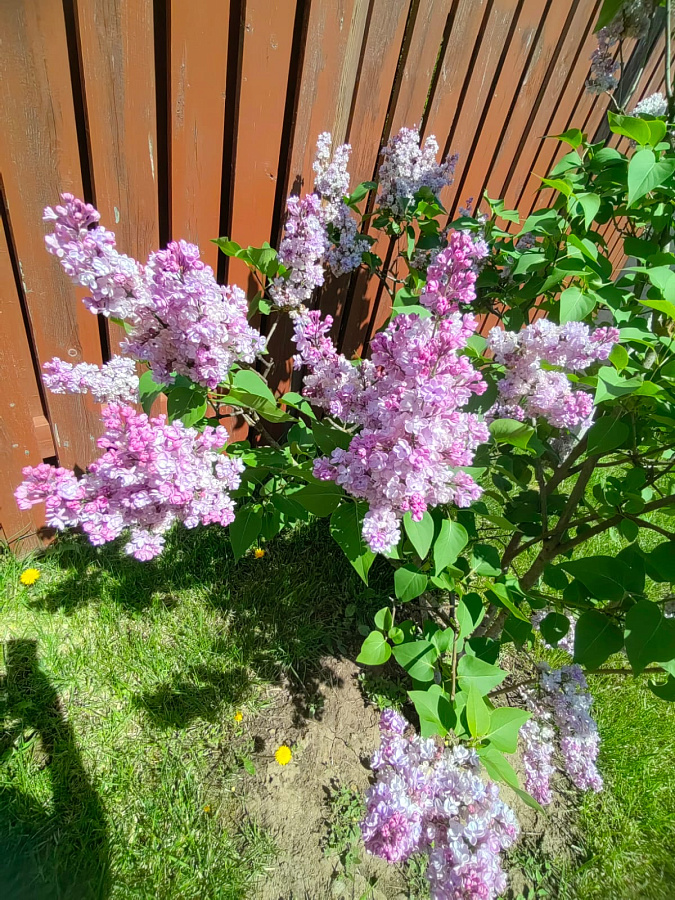 Лето в «Романовских дачах» 2025